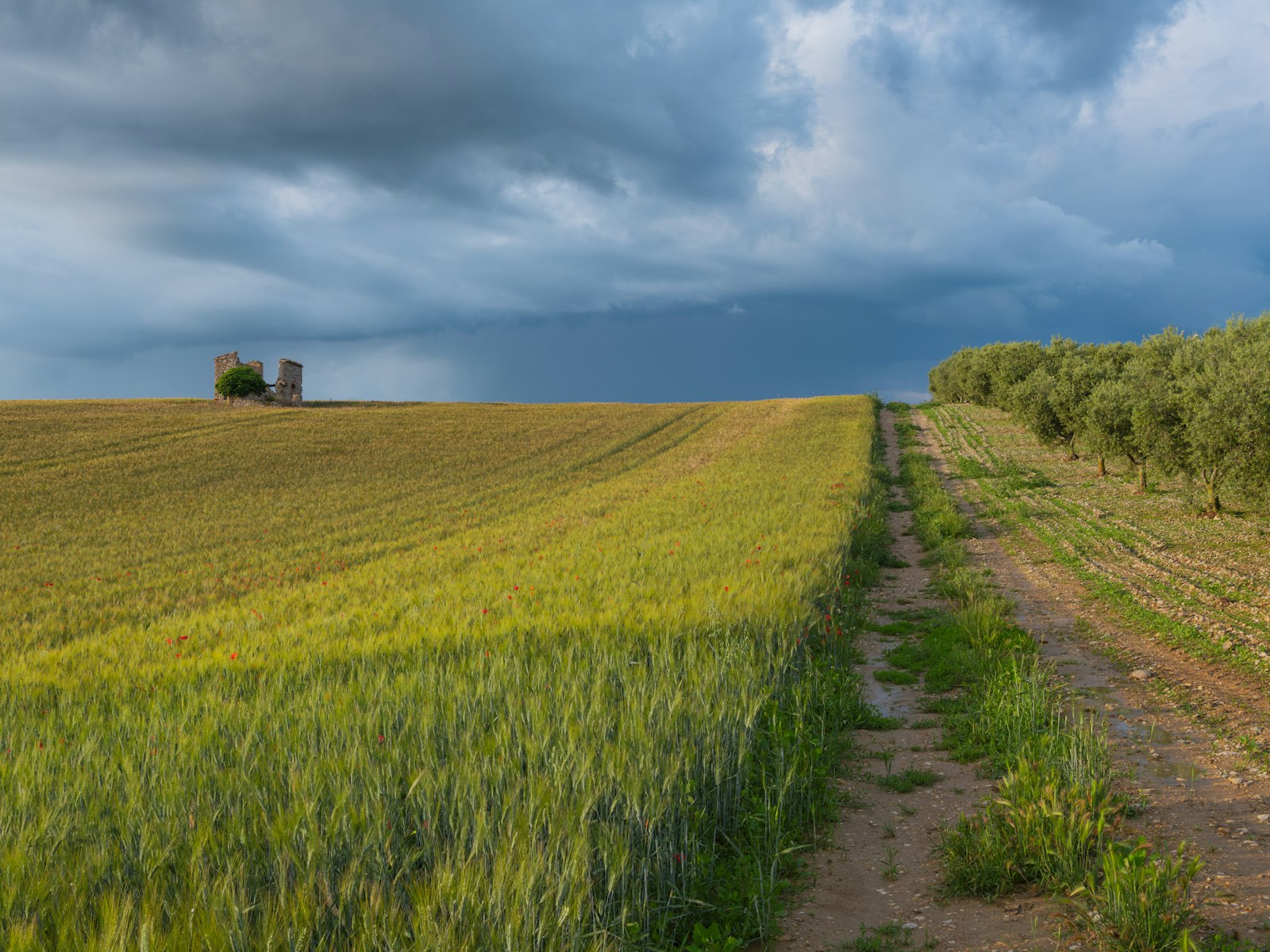 Image d'illustration — un champ de blé juste avant un orage de grêle à Valensole ; les aléas climatiques pèsent lourd dans les comptes des assureurs agricoles.