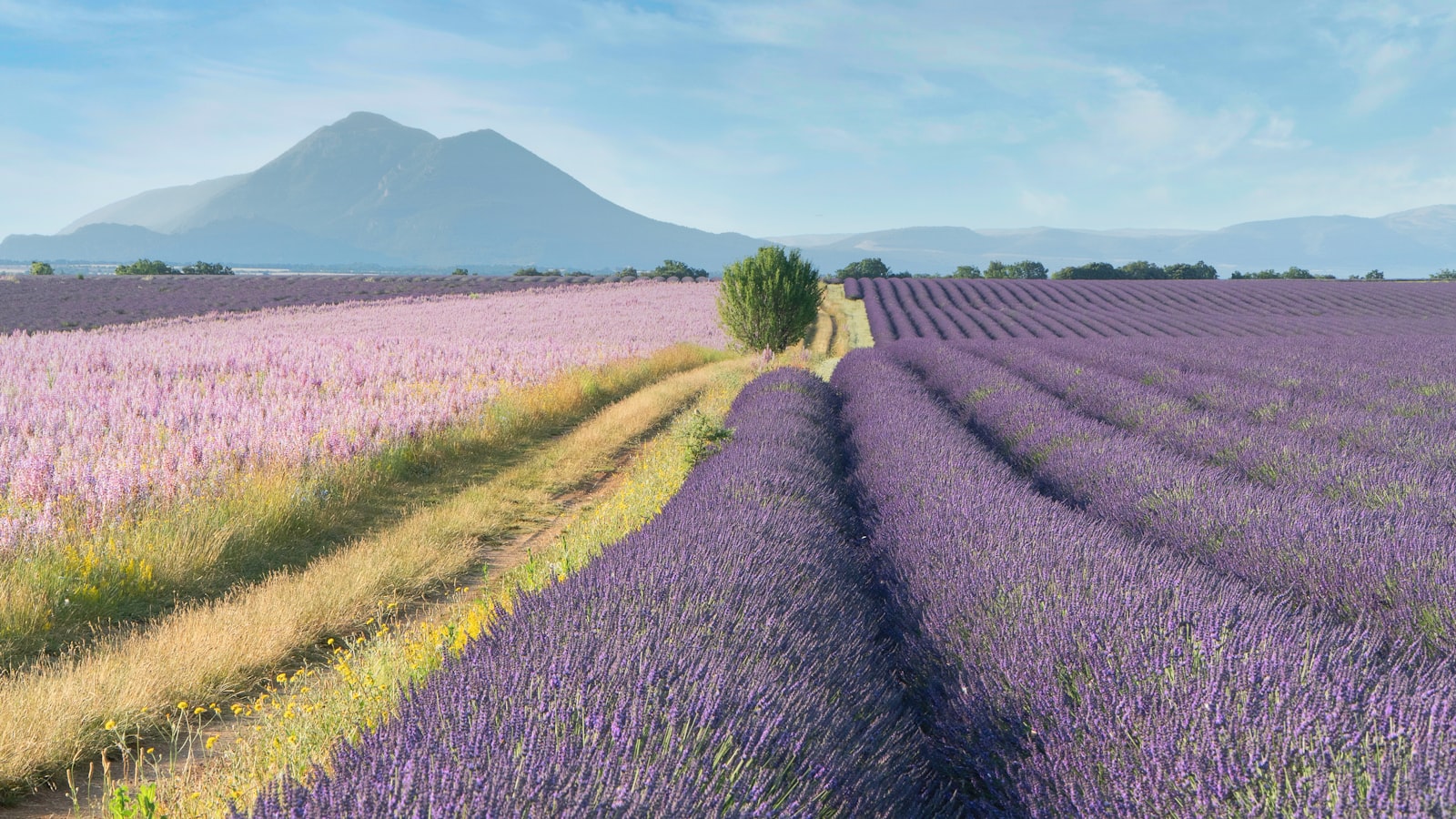 Image d'illustration — champ de fleurs cultivées en Provence, région d'ancrage de la parfumerie de Grasse